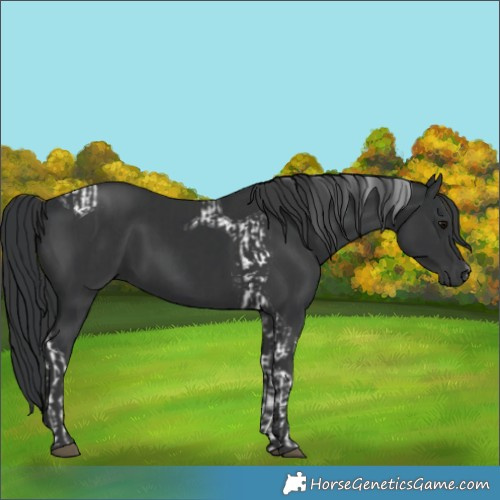 Horse Color:Black Tobiano  and Black Rabicano 