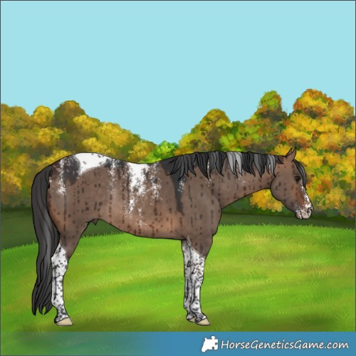 Horse Color:Powder White Brown Dun Tobiano Rabicano Brindle 