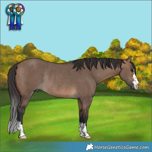 Horse Color:Brown Dun Rabicano
