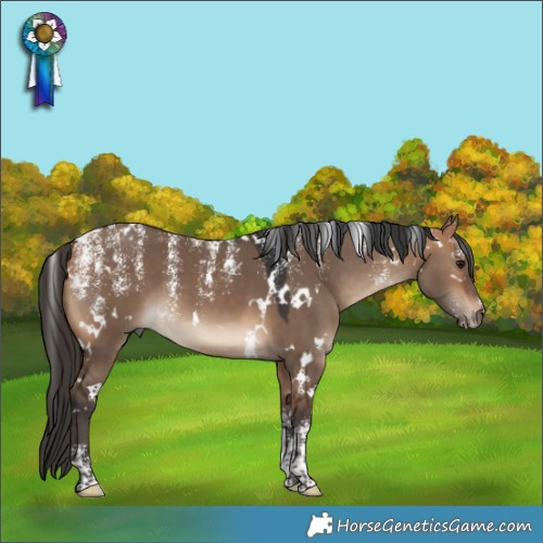 Horse Color:Powder White White Spotted Bay Dun