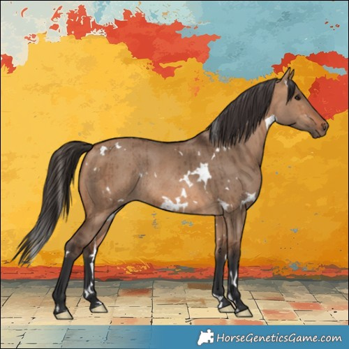 Horse Color:White Spotted Bay Dun Rabicano Brindle 