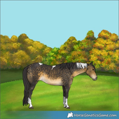 Horse Color:Buckskin Tobiano 