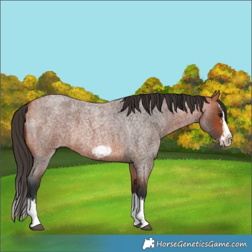 Horse Color:Bay Roan Splash Frame and Bay Roan Splash Frame