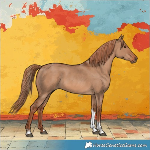 Horse Color:Red Dun Tobiano 