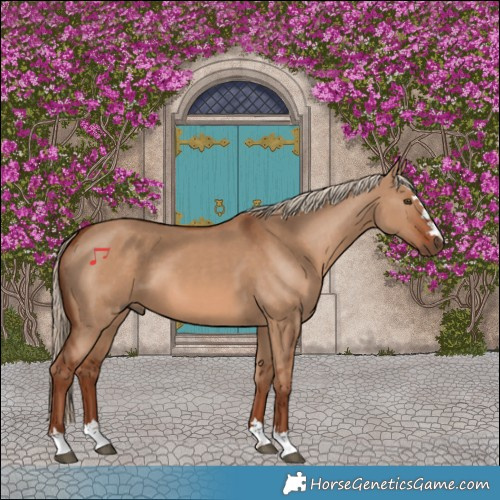 Horse Color:Red Dun 