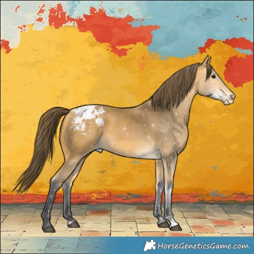 Horse Color:Buckskin Varnish