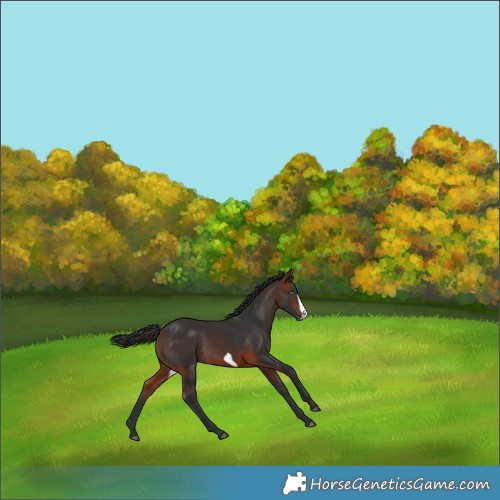 Horse Color:Bay Frame 