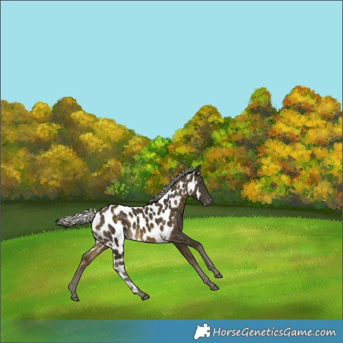 Horse Color:Silver Buckskin Skewed LP Spotted 