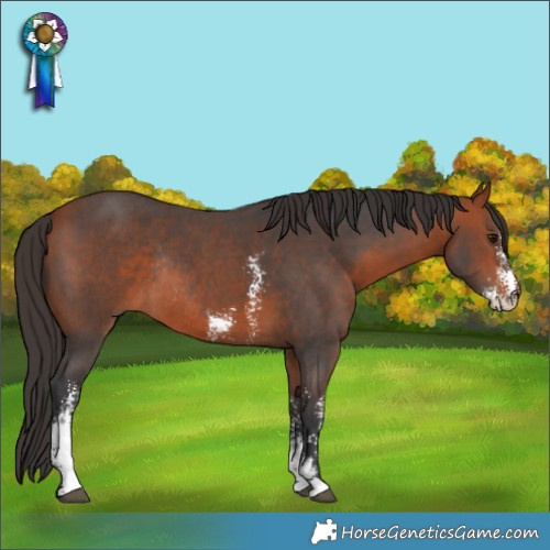 Horse Color:Bay Sabino Rabicano 