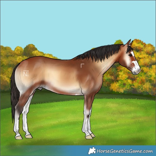 Horse Color:Bay Onyx