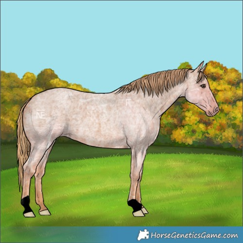 Horse Color:Red Ice Roan 