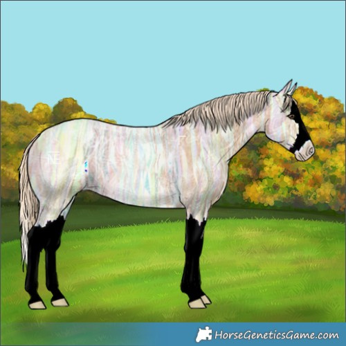Horse Color:Palomino Ice Roan Splash 