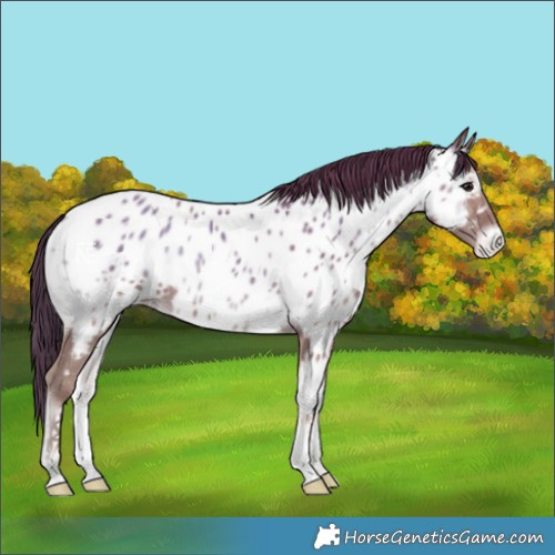 Horse Color:White Spotted Classic Champagne Onyx Near Leopard 