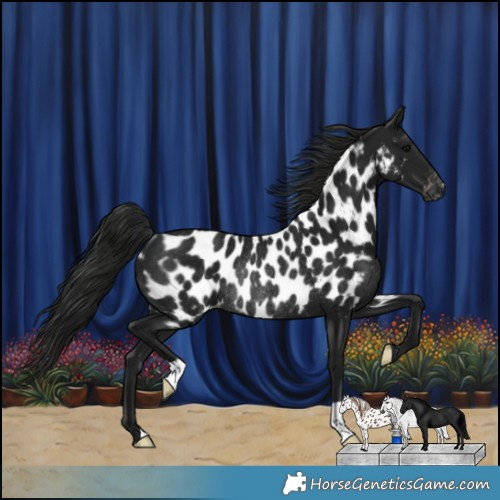 Horse Color:Gray Black Near Leopard Rabicano