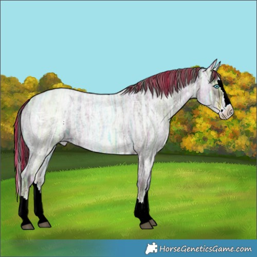 Horse Color:Painted Liver Red Ice Roan Splash