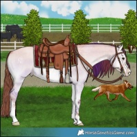 Horse Color:White Spotted Gold Champagne Onyx 