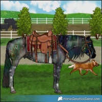 Horse Color:ERROR: UNKNOWN ANOMALY