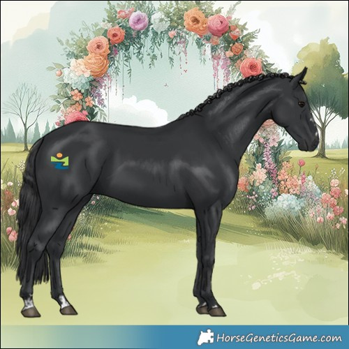 Horse Color:Black 