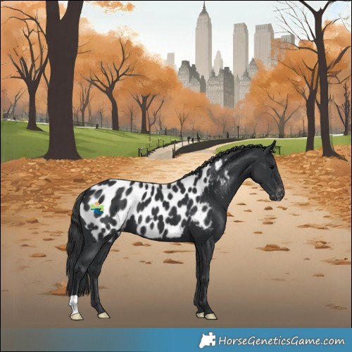 Horse Color:Black Blanket 