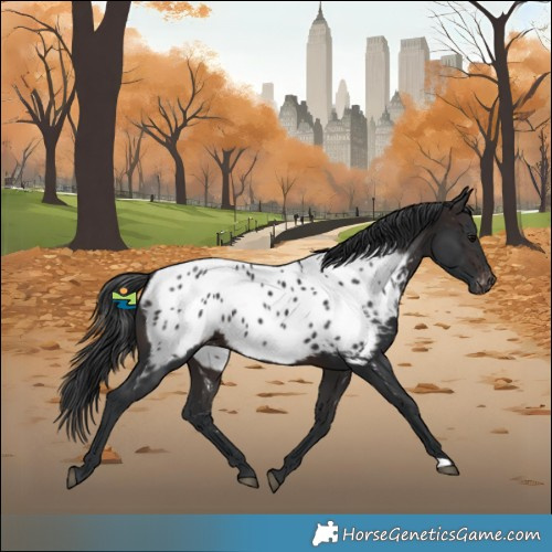 Horse Color:Brown Near Leopard