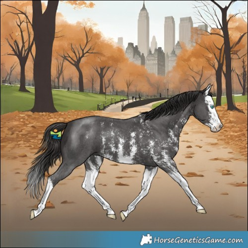 Horse Color:Liver Chestnut Sabino Splash