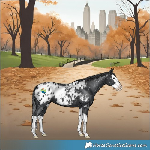Horse Color:Black Splash Blanket 
