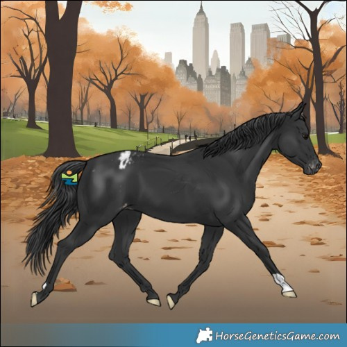 Horse Color:Black Varnish
