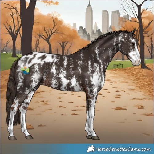 Horse Color:Liver Chestnut Sabino Splash Varnish