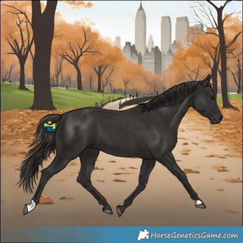 Horse Color:Smoky Black