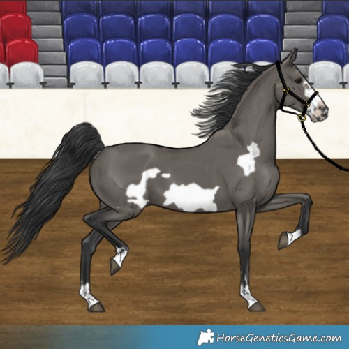 Horse Color:Grullo Frame