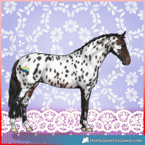 Horse Color:Brown Near Leopard