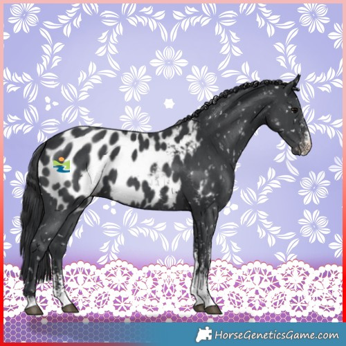 Horse Color:Black Sabino Blanket 