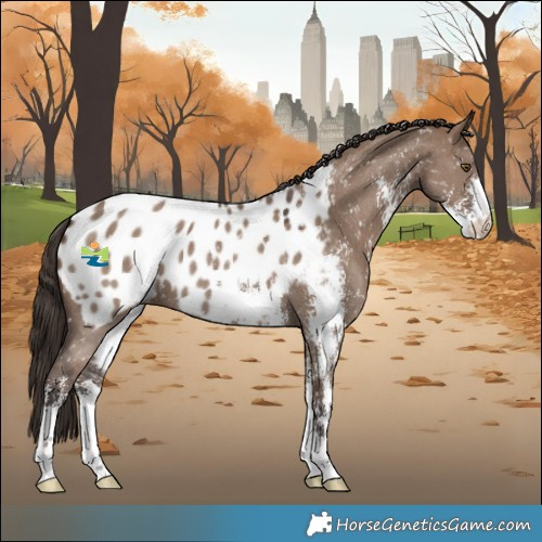 Horse Color:Liver Red Dun Sabino Blanket