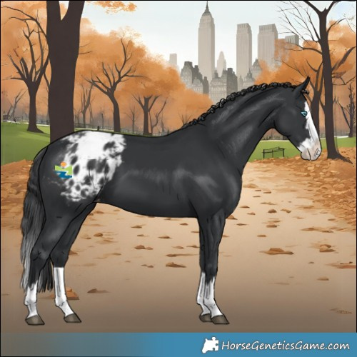 Horse Color:Black Splash Varnish 