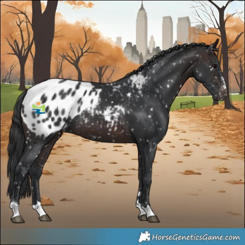 Horse Color:Brown Blanket