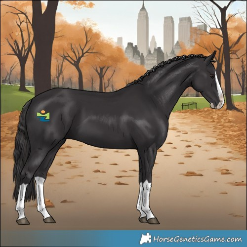 Horse Color:Smoky Black Splash