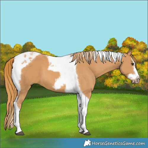 Horse Color:Chestnut Splash Tobiano Frame
