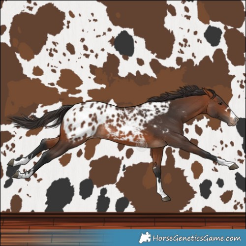 Horse Color:Bay Blanket