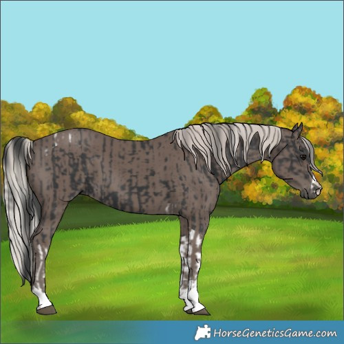 Horse Color:Black Tobiano and Silver Black