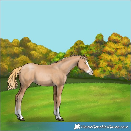 Horse Color:Chestnut Pearl Splash
