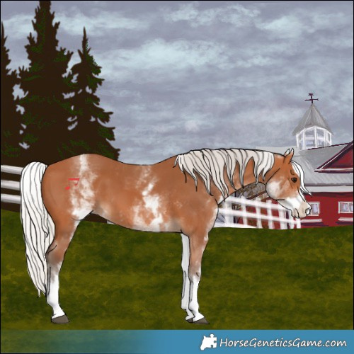 Horse Color:White Spotted Silver Bay Splash 