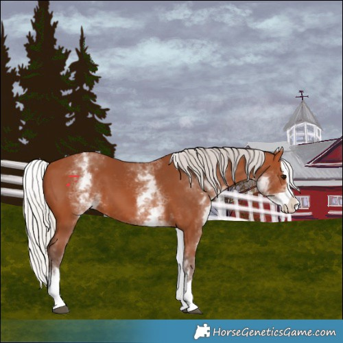 Horse Color:White Spotted Silver Bay Splash