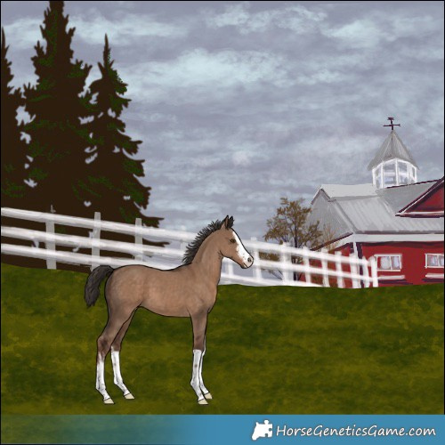 Horse Color:White Spotted Liver Red Dun
