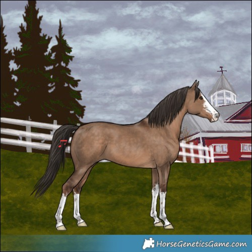 Horse Color:White Spotted Liver Red Dun 