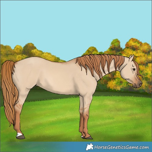 Horse Color:Red Dun