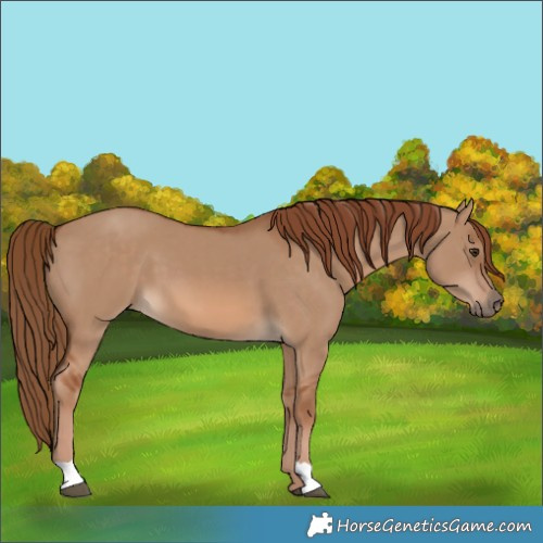 Horse Color:Red Dun 