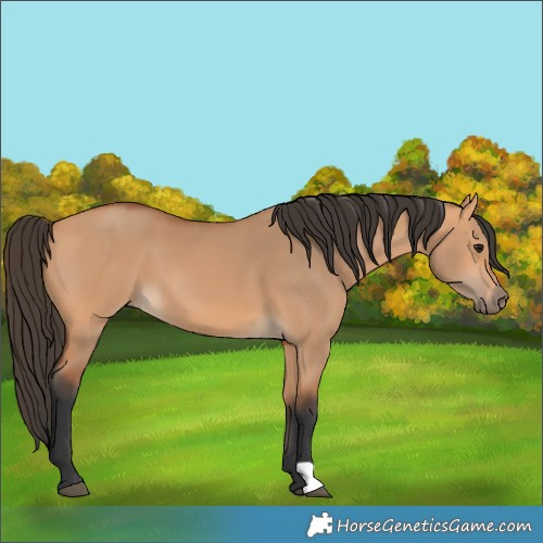 Horse Color:Bay Dun