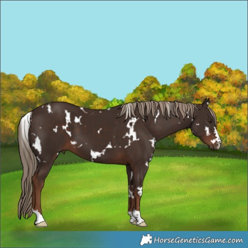 Horse Color:White Spotted Liver Chestnut 