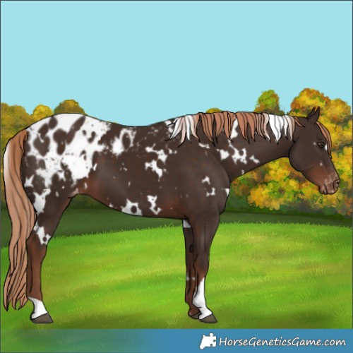Horse Color:White Spotted Liver Chestnut Blanket 