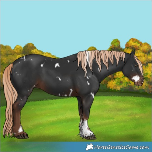 Horse Color:White Spotted Liver Chestnut Sabino Varnish